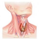 autohypnose thyroïde - anatomie de la gorge